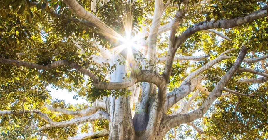 sun breaking through tree