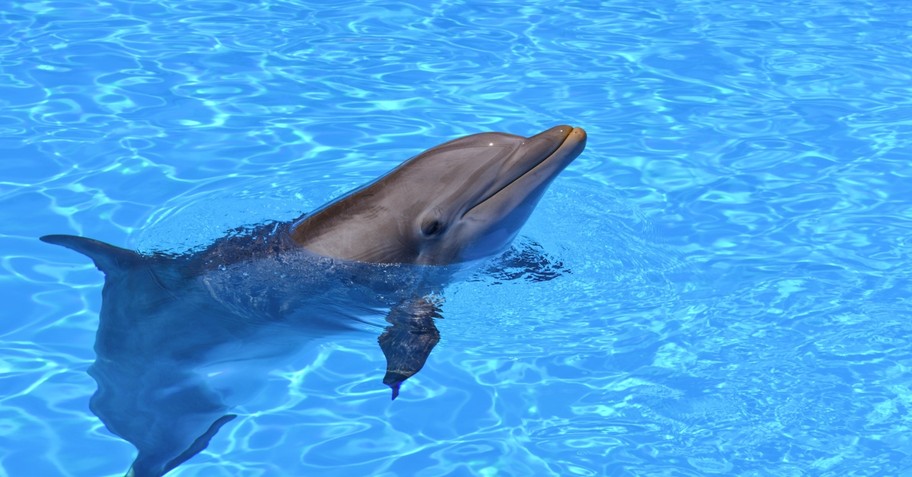 dolphin with head sticking out of water, be in the world but not of the world