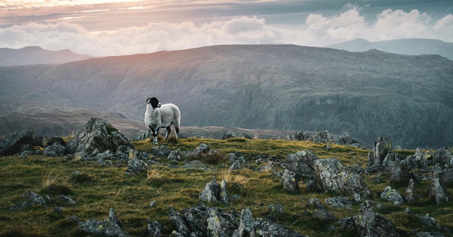 Sheep on a rocky mountain