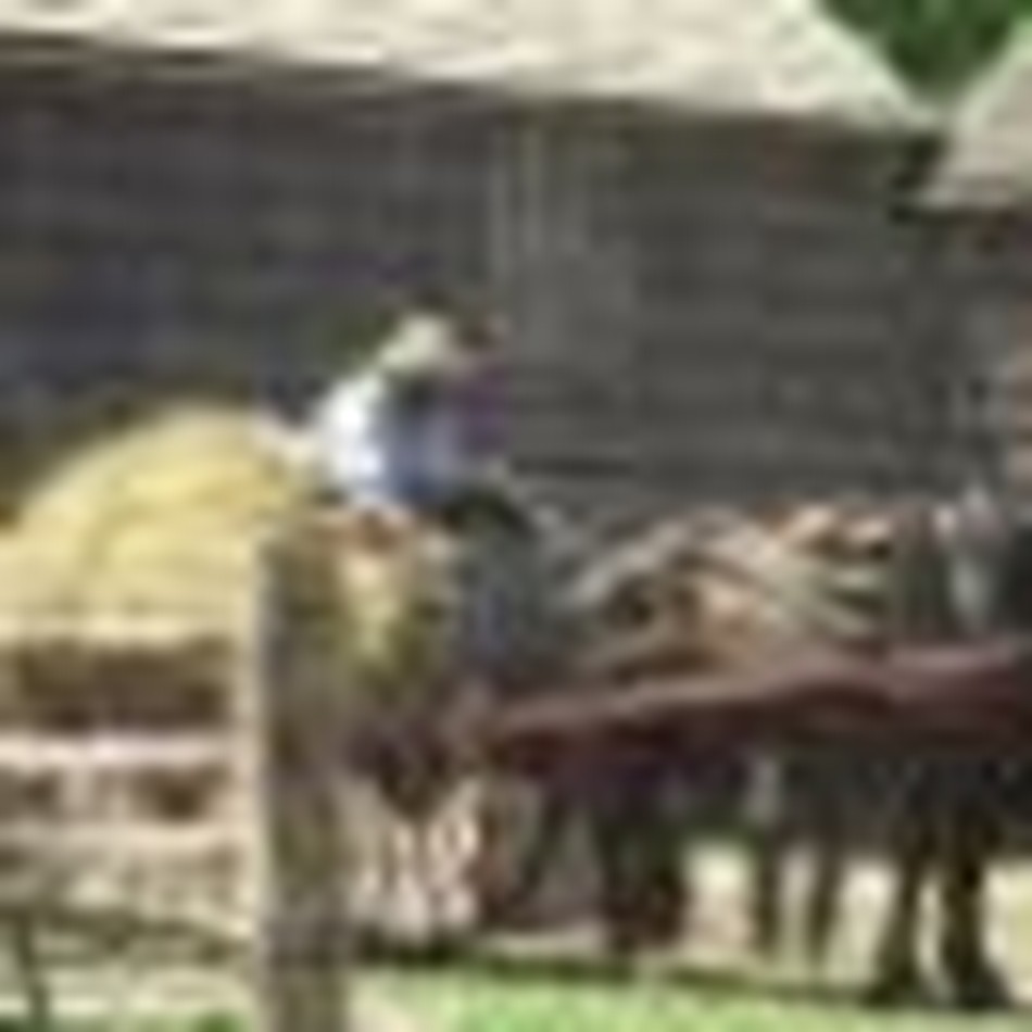 The Amish Entrepreneur: What Makes Him a Success?