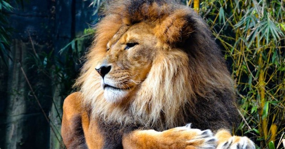 How Is Jesus the 'Lamb of God' and the 'Lion of the Tribe of Judah'?