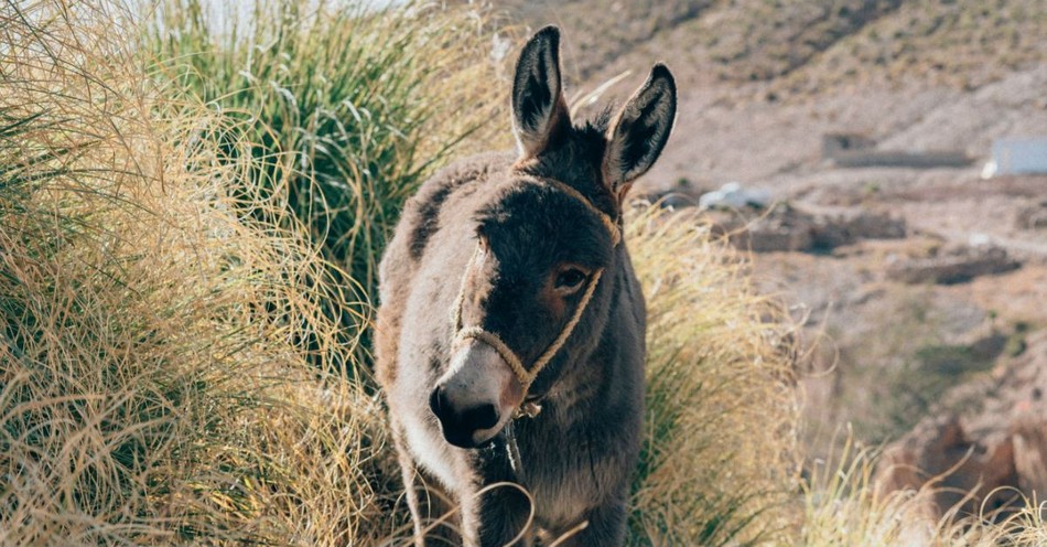 Who was Balaam and His Talking Donkey in the Bible?