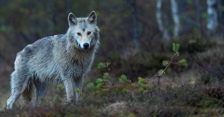 We’ve Seen the Dire Wolf Movie and It Doesn’t End Well