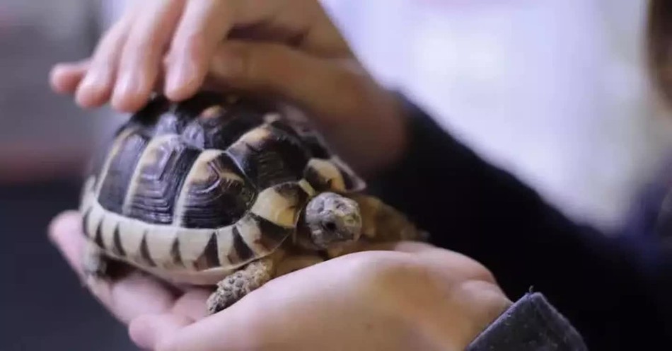Turtle Rescue: A Lesson in Gratitude and Attitude