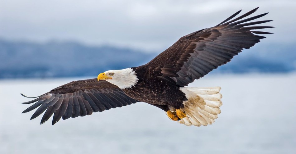 American Flag Shirt Eagle Soaring S / Natural