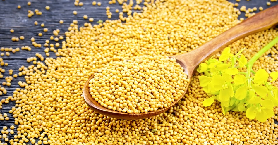 What Does "Faith Like a Mustard Seed" Mean in Matthew 17:20?