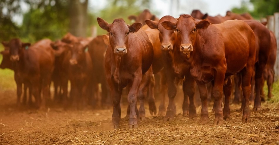 What is the Meaning of Red Heifers in Bible Prophecy?