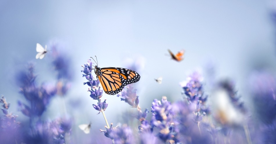 Do Butterflies Have a Spiritual Meaning in the Bible? 