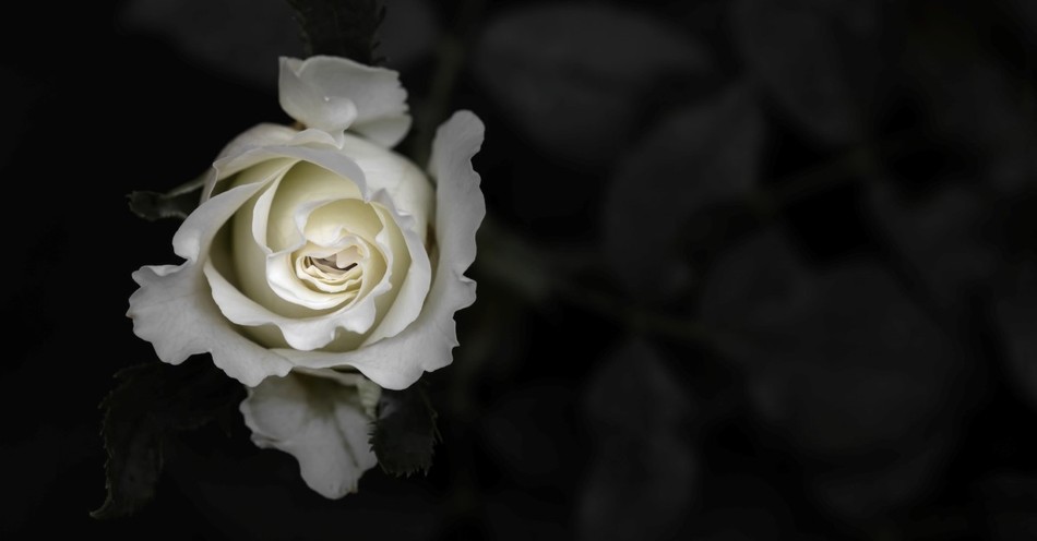 How Did the White Rose Resistance Fight the Nazis?