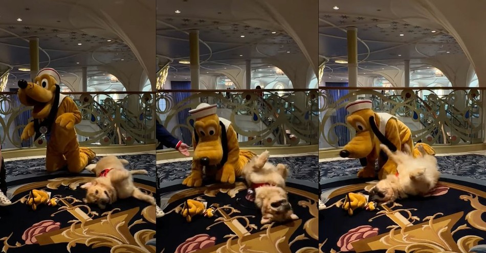 Golden Retriever's Adorable Reaction to Meeting Pluto Melts Hearts