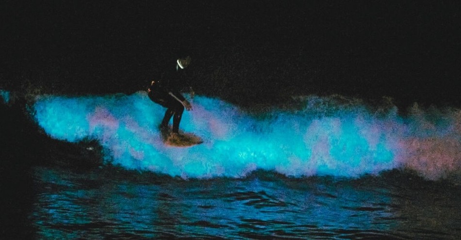 The Mystery of Bioluminescent Waves and What it Teaches Us about God's Design