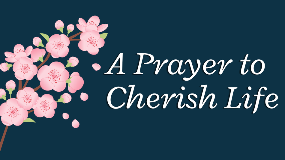 A Prayer to Cherish and Uphold the Sanctity of Life | Your Daily Prayer