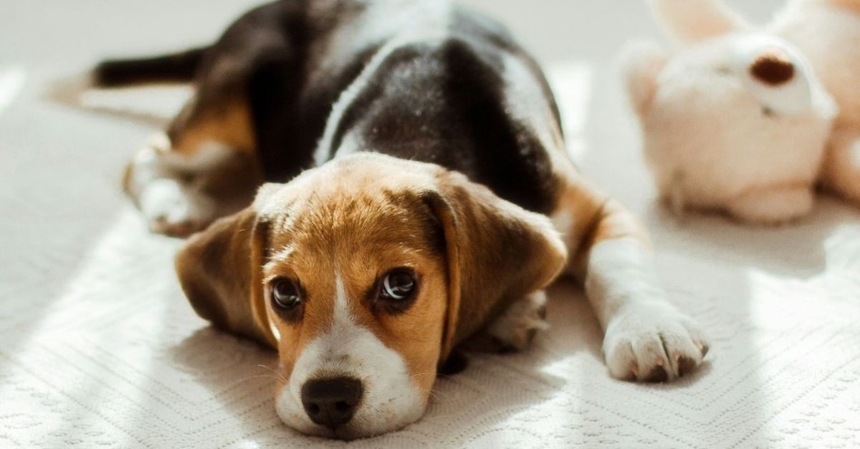 The Beagle Rescue Story Shows Christian Compassion in Action