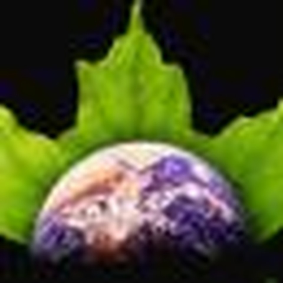 Responding to "Green Politics," Part Three