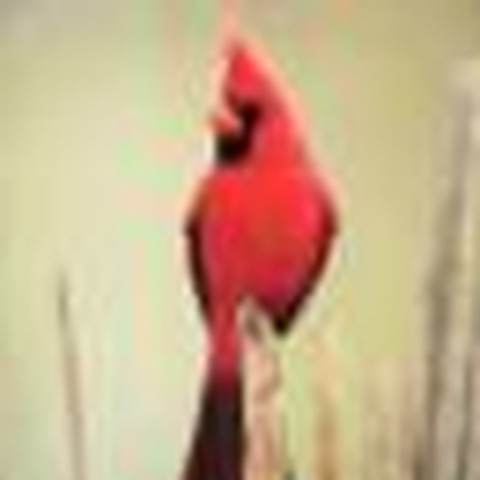 The Cardinal's Song