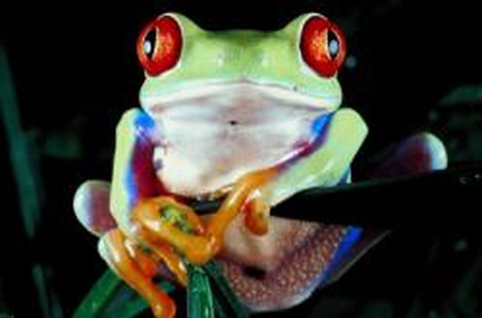One Froggy Night