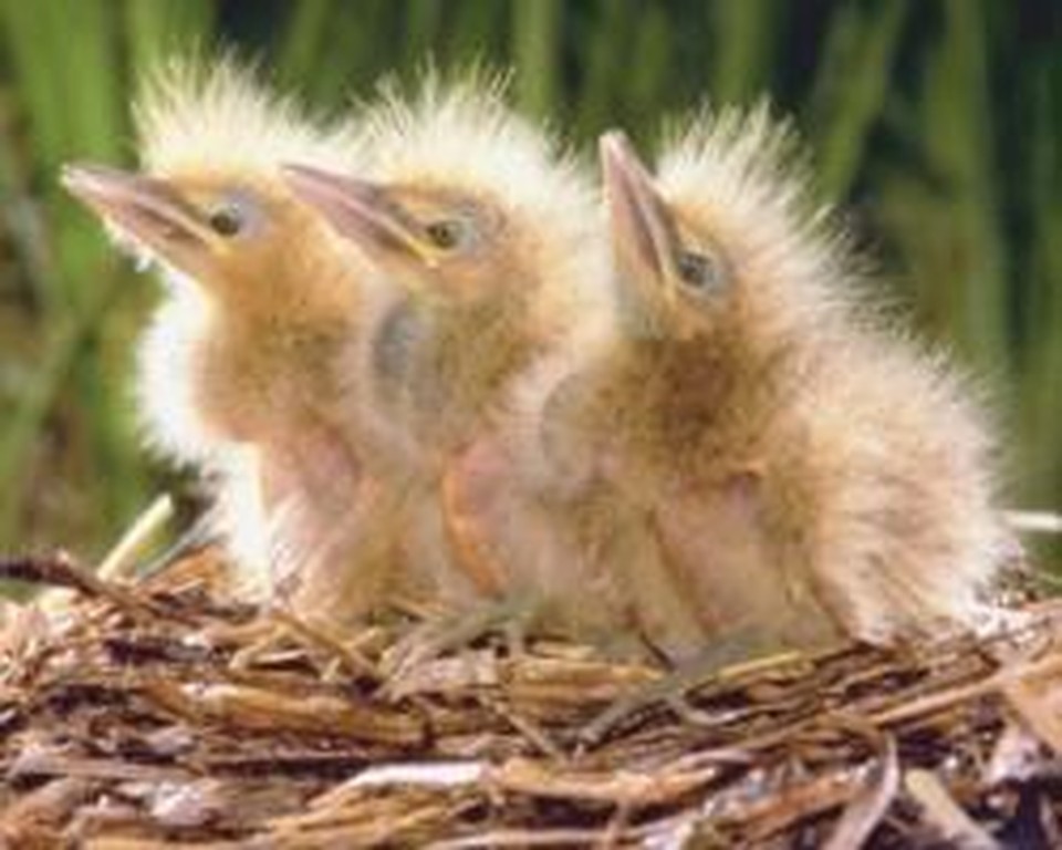 Middle School Ministry: The Nest Is Almost History