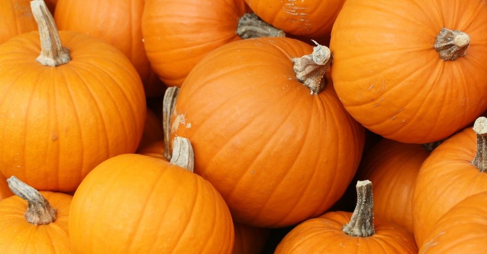 Quiz: What Autumn Activity Should You Do with Your Family?