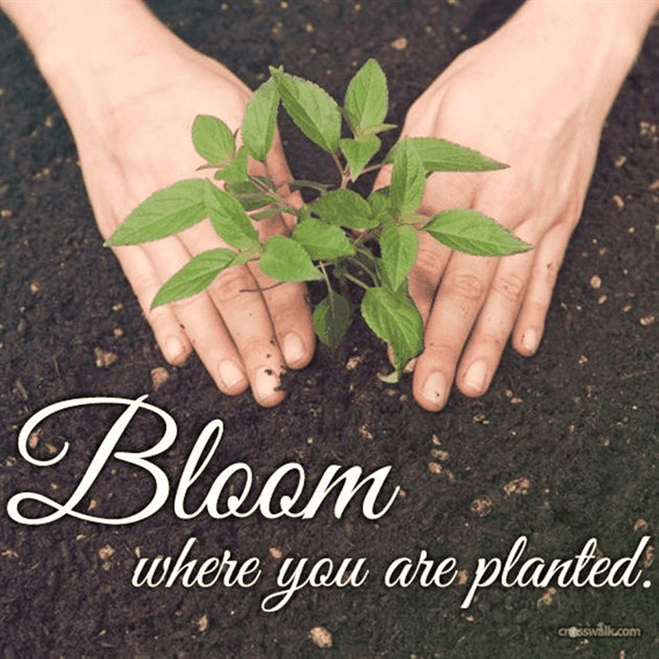 Bloom Where You're Planted