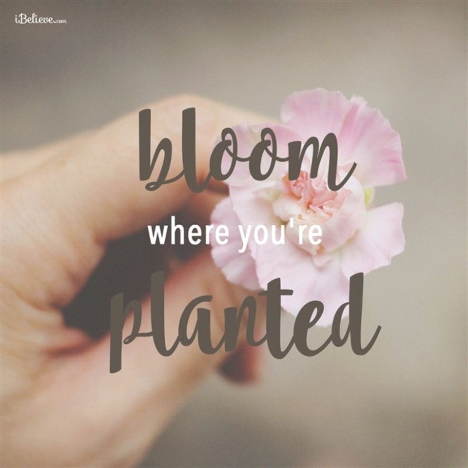 Bloom Where You're Planted