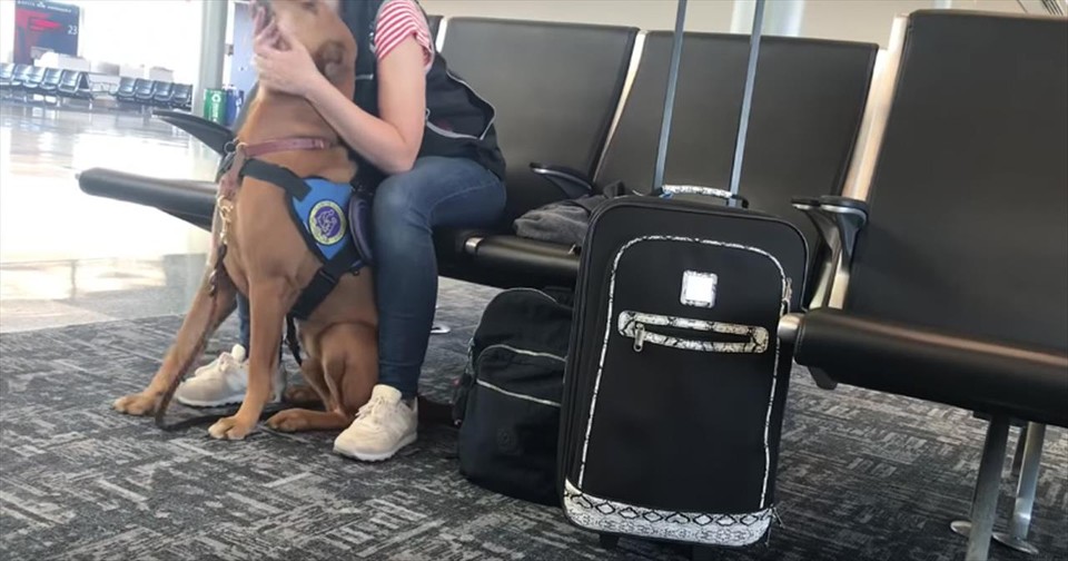 Service Dog Heroically Steps In When He Senses Owner's Panic Attack At ...