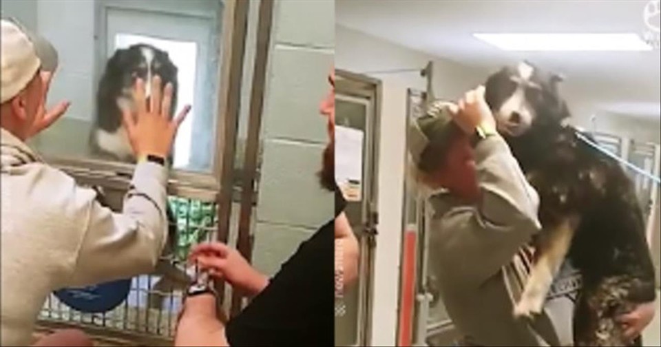 Heartwarming Moment Lost Dog Is Reunited With Owner After Weeks Apart ...