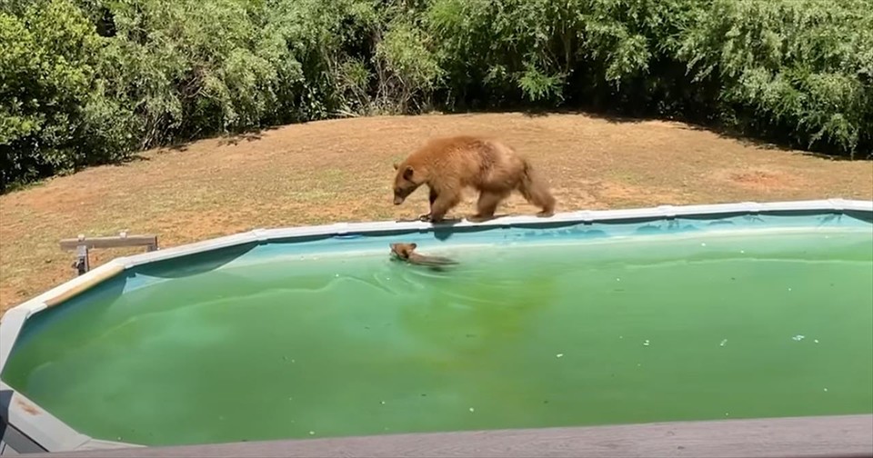 Unbearably Cute! Mama Bear and Her Cub Go for a Swim | GodTube.com