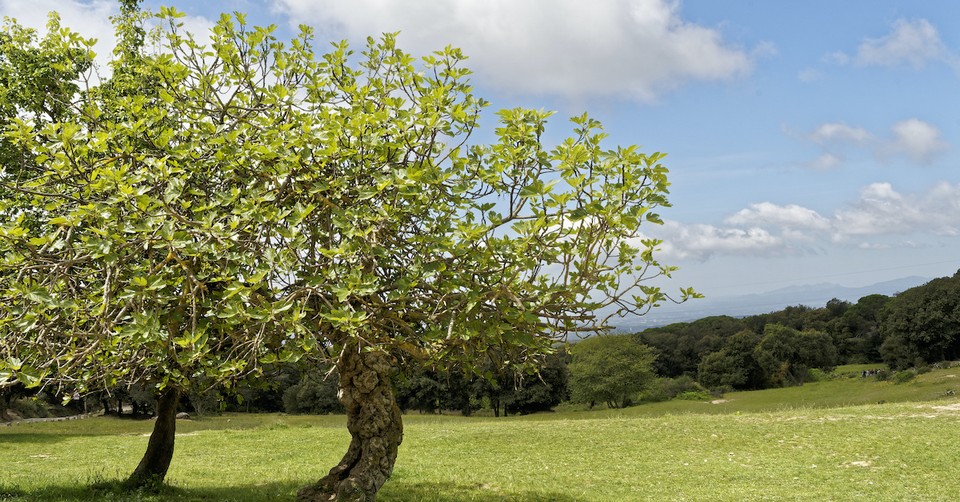 What Can We Learn from the Parable of the Fig Tree?