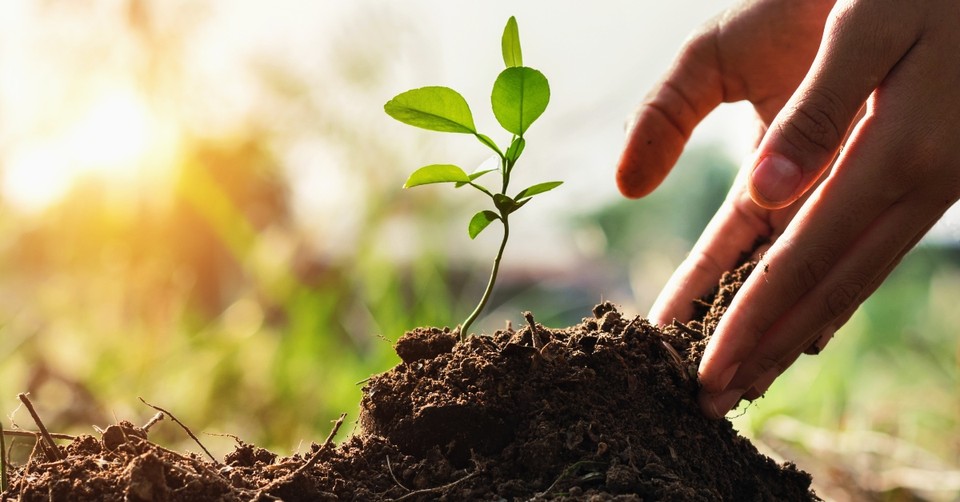 Is 'Grow Where You're Planted' a Biblical Concept?