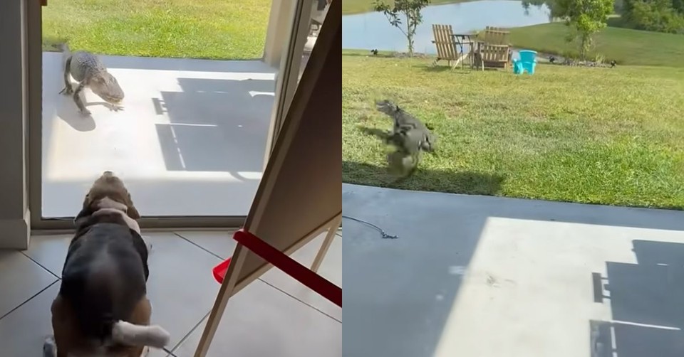 Alligator Hysterically Flees from Barking Dog in Funny Encounter