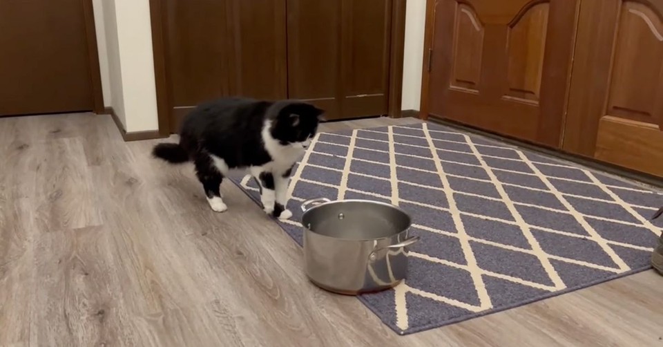 Timid Cat Has Hilarious Reaction to Leaky Roof