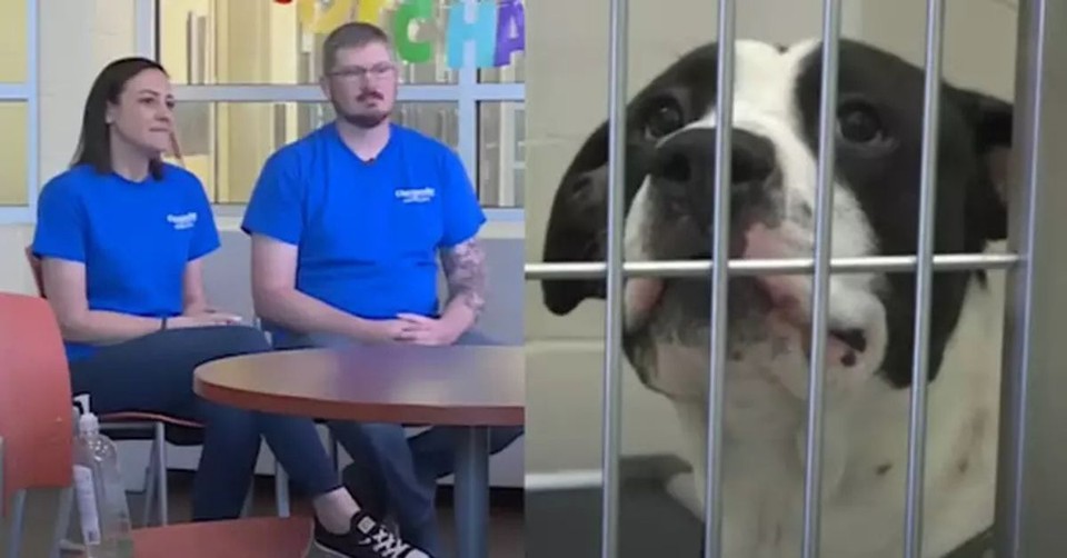 Husband Pays for 40 Pet Adoptions at Shelter for His Wife's 40th Birthday