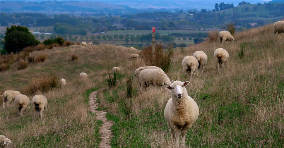 Psalm 23 - Finding Our Good Shepherd's Peace & Promises in the Midst of Darkness