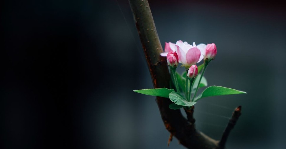 Beauty for Ashes: 4 Encouraging Ways to Rekindle Hope Out of Despair