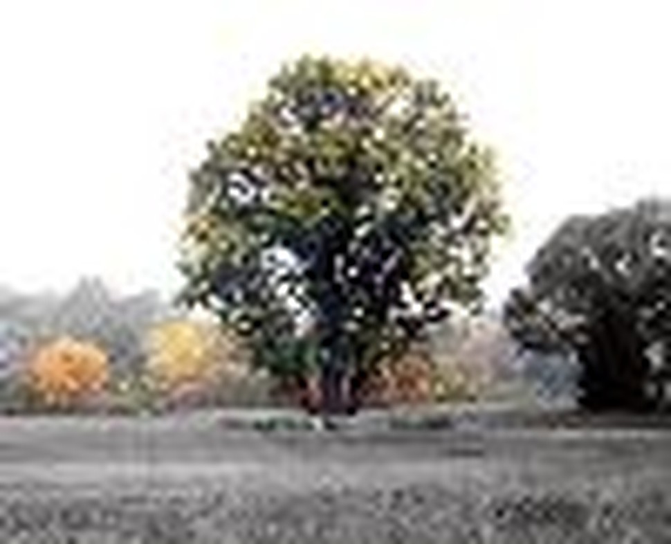Bromide Prayers and Safe Trees