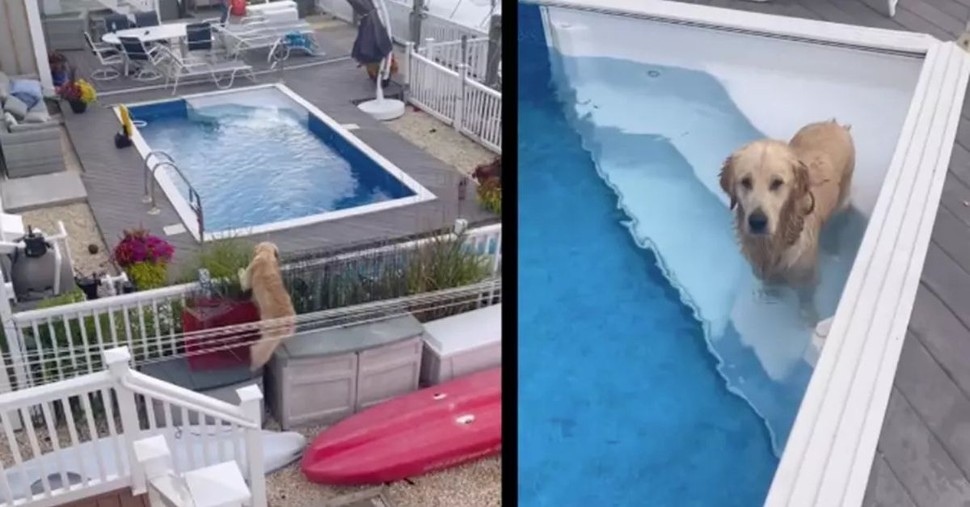 Owner Spots Golden Retriever Sneaking into the Pool Next Door and Hits Record