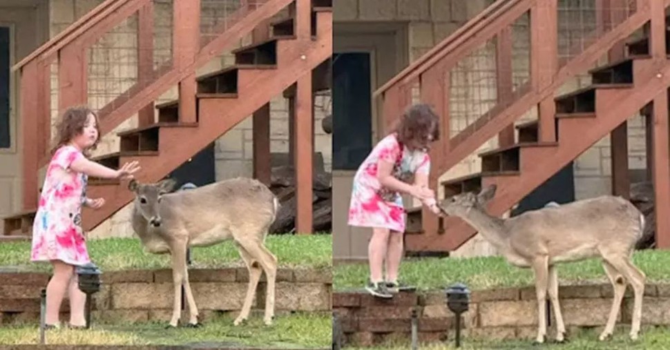 Little Girl with Autism Reminds Others of Snow White and Her Connection to Animals