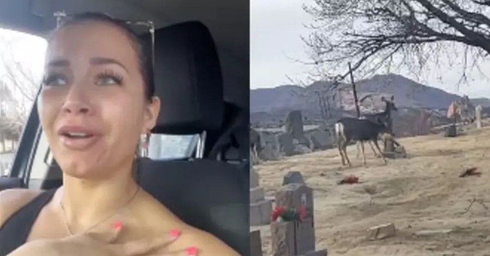 Woman Visits Boyfriend's Grave and Gets Emotional When She Spots Deer in Cemetery