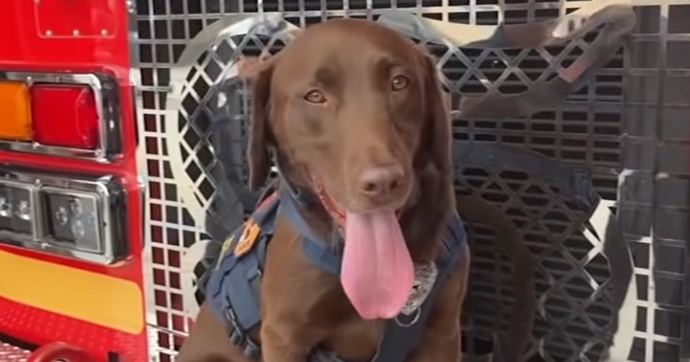 Heroic Rescue Dog Joey Helps Find 3 Survivors in the Rubble After Venezuela Quake 