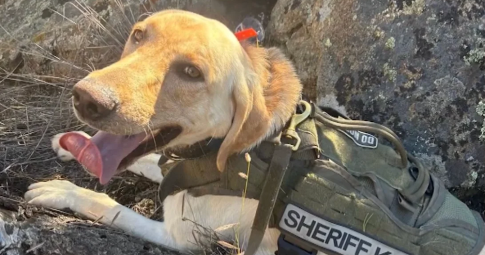 K-9 Deputy Tracks Down 3 Missing Children After They Wander Away From Campsite 